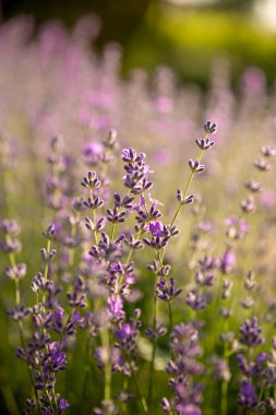Gün batımında lavanta çalıları kapanır. Çiçek açan lavanta tarlalarının ayrıntıları.