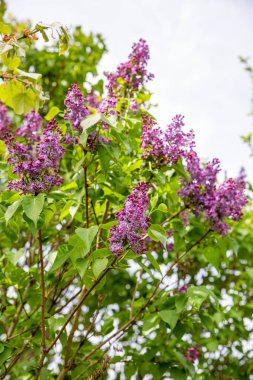 Çiçek açan leylağın bahar dalı. Güzel bir demet leylak..