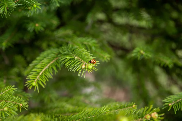 무당벌레 한 쌍으로 이루어진 전나무 가지의 근접 사진, 숲 속에서 자라고 있는 모습. — 스톡 사진