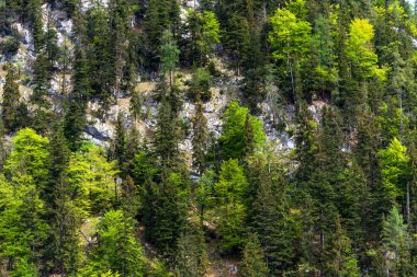 Ladin ve dağlarda yaz aylarında ağaçların yeşil orman. Arka plan