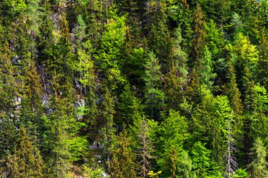 Ladin ve dağlarda yaz aylarında ağaçların yeşil orman. Arka plan