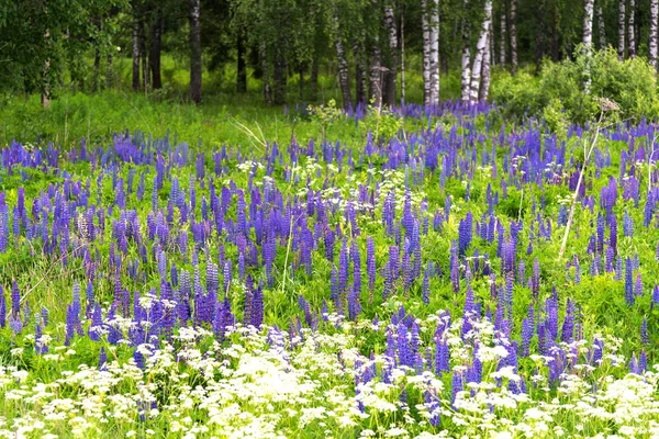 Floraison Fleurs Lupin Violet Coloré Été Sur Terrain — Photo