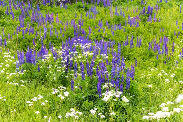 Floraison Fleurs Lupin Violet Coloré Été Sur Terrain — Photo