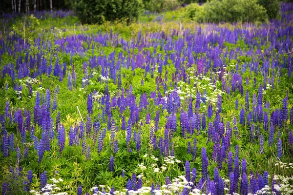 Blühende Bunte Lila Lupinenblüten Sommer Auf Dem Feld — Stockfoto