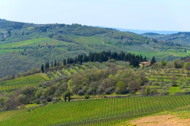 Panoramik kırsal ve satırları üzüm üzüm üzüm bağları ve zeytin ağaçları Chianti bölge, Toskana, İtalya.