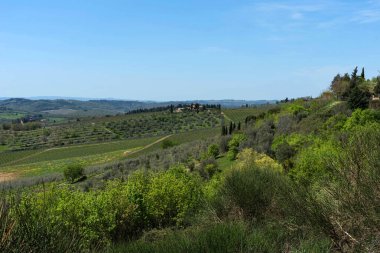 Panoramik kırsal ve satırları üzüm üzüm üzüm bağları ve zeytin ağaçları Chianti bölge, Toskana, İtalya.