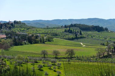 Panoramik kırsal ve satırları üzüm üzüm üzüm bağları ve zeytin ağaçları Chianti bölge, Toskana, İtalya.