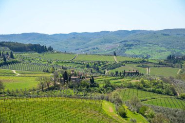 Panoramik kırsal ve satırları üzüm üzüm üzüm bağları ve zeytin ağaçları Chianti bölge, Toskana, İtalya.