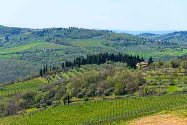 Panoramik kırsal ve satırları üzüm üzüm üzüm bağları ve zeytin ağaçları Chianti bölge, Toskana, İtalya.