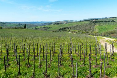 Panoramik kırsal ve satırları üzüm üzüm üzüm bağları ve zeytin ağaçları Chianti bölge, Toskana, İtalya.