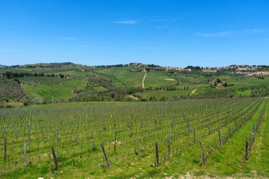Bir Radda in Chianti ve üzüm bağları ve zeytin ağaçları Chianti bölge, Toskana, İtalya güzel manzarayı