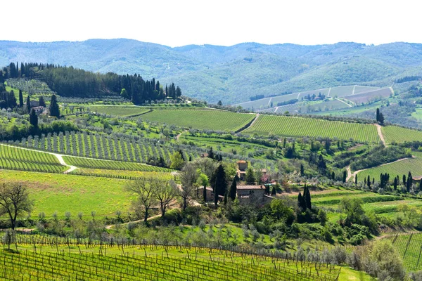 Panoramik Kırsal Satırları Üzüm Üzüm Üzüm Bağları Zeytin Ağaçları Chianti — Stok fotoğraf