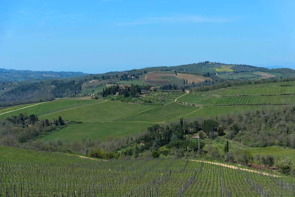 Panoramik Kırsal Satırları Üzüm Üzüm Üzüm Bağları Zeytin Ağaçları Chianti — Stok fotoğraf