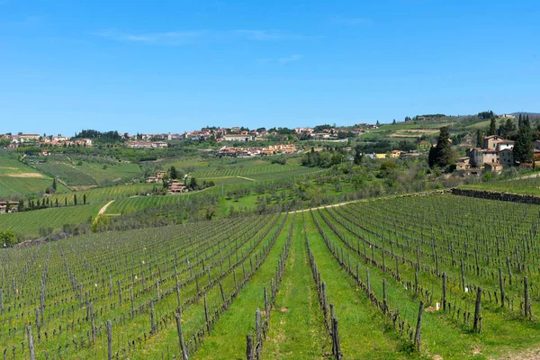 Güzel Panoramik Yerleşim Alanları Radda Chianti Üzüm Bağları Zeytin Ağaçları — Stok fotoğraf