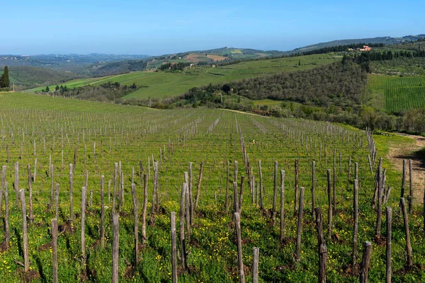 Panoramik Kırsal Satırları Üzüm Üzüm Üzüm Bağları Zeytin Ağaçları Chianti — Stok fotoğraf