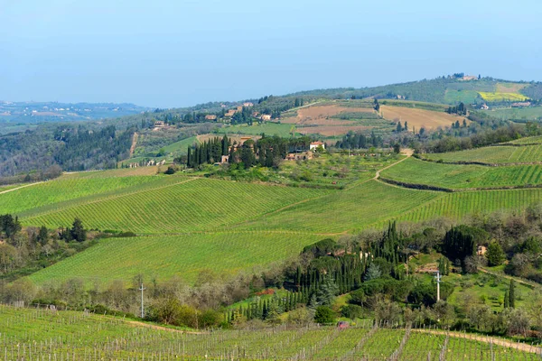 Panorámás Kilátás Nyílik Táj Sorok Szőlő Szőlő Olajfák Chianti Régióban — Stock Fotó