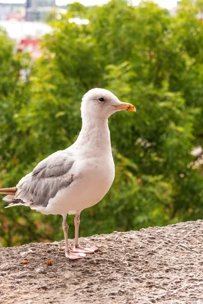 White Seagull Wall Background Tallinn Old Town Estonia Kohtuotsa Viewing — Stock Photo, Image