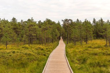 Viru bataklık (Viru raba) Estonya Lahemaa Milli Parkı. Viru bataklık çalışma iz