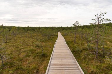 Viru bataklık (Viru raba) Estonya Lahemaa Milli Parkı. Viru bataklık çalışma iz