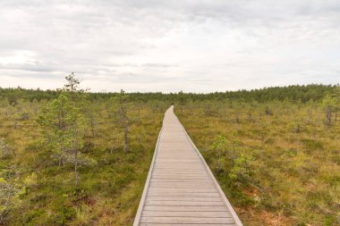 Viru bataklık (Viru raba) Estonya Lahemaa Milli Parkı. Viru bataklık çalışma iz