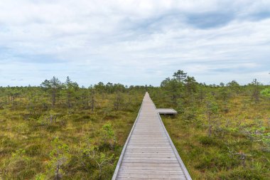Viru bataklık (Viru raba) Estonya Lahemaa Milli Parkı. Viru bataklık çalışma iz