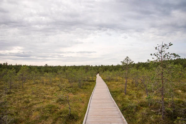 Viru Bog Viru Raba Het Lahemaa Nationaal Park Estland Viru — Stockfoto