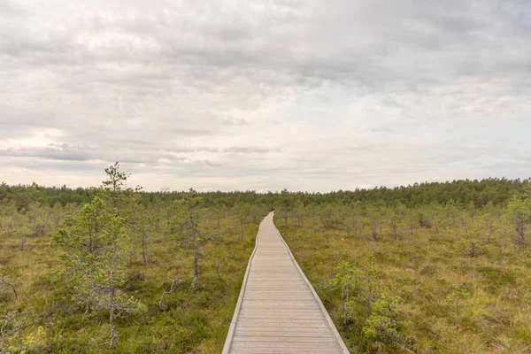 Viru Bog Viru Raba Het Lahemaa Nationaal Park Estland Viru — Stockfoto