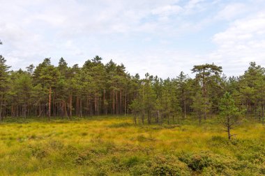 Viru bataklık (Viru raba) Estonya Lahemaa Milli Parkı. Viru bataklık çalışma iz