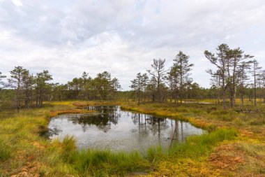 Viru bataklık (Viru raba) Estonya Lahemaa Milli Parkı. Viru bataklık çalışma iz