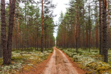 Viru raba Estonya Lahemaa Milli Parkı içinde yolda yürürken orman. Yaz bulutlu gün.