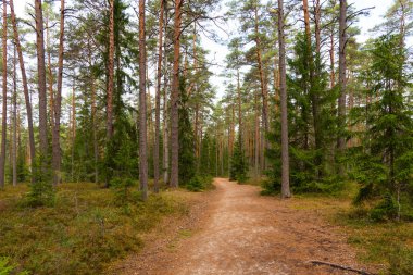 Viru raba Estonya Lahemaa Milli Parkı içinde yolda yürürken orman. Yaz bulutlu gün.