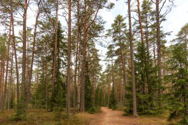 Viru raba Estonya Lahemaa Milli Parkı içinde yolda yürürken orman. Yaz bulutlu gün.