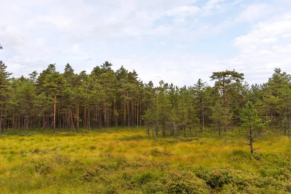 Viru Ττε Viru Raba Στο Εθνικό Πάρκο Lahemaa Στην Εσθονία — Φωτογραφία Αρχείου