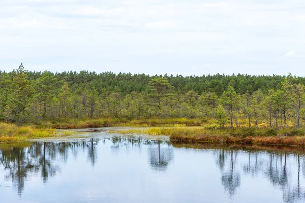 Viru Bog Viru Raba Het Lahemaa Nationaal Park Estland Viru — Stockfoto