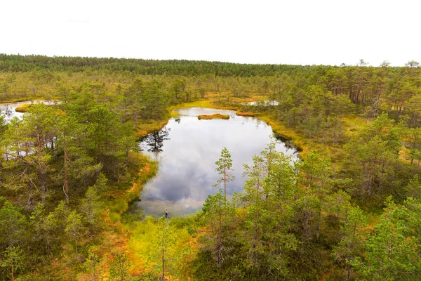 Viru Bog Viru Raba Het Lahemaa Nationaal Park Estland Viru — Stockfoto