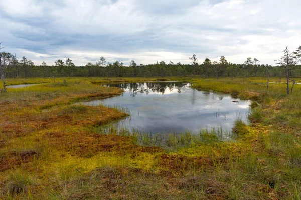 Viru Bog Viru Raba Het Lahemaa Nationaal Park Estland Viru — Stockfoto