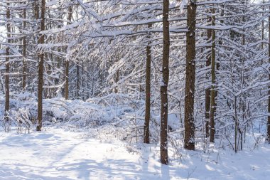 Güzel kış orman kış güneş ışığı altında. Harika kış sahne.