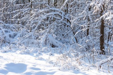 Güzel kış orman kış güneş ışığı altında. Harika kış sahne.