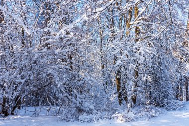 Güzel kış orman kış güneş ışığı altında. Harika kış sahne.