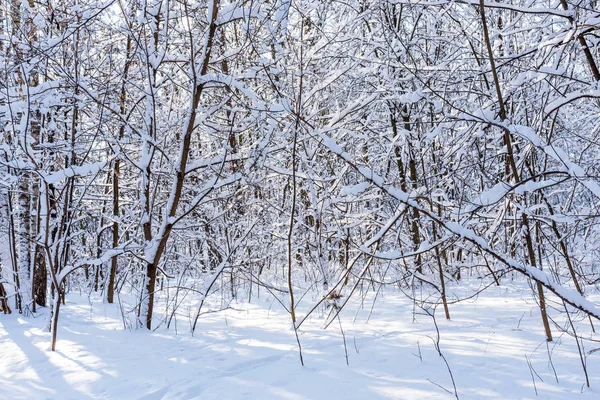 Όμορφο Χειμώνα Δάσος Στο Φως Του Ήλιου Χειμερινές Υπέροχο Χειμωνιάτικο — Φωτογραφία Αρχείου