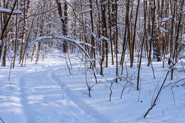 Όμορφο Χειμώνα Δάσος Στο Φως Του Ήλιου Χειμερινές Υπέροχο Χειμωνιάτικο — Φωτογραφία Αρχείου