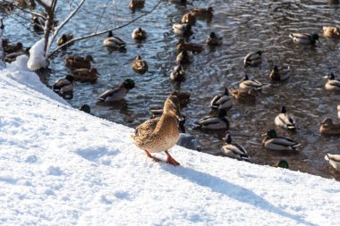 Kışın kar yağışı sırasında donmuş bir havuzda yüzme ördekler. Harika kış sahne. Ördek yakın çekim.