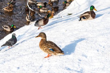 Kışın kar yağışı sırasında donmuş bir havuzda yüzme ördekler. Harika kış sahne. Ördek yakın çekim.