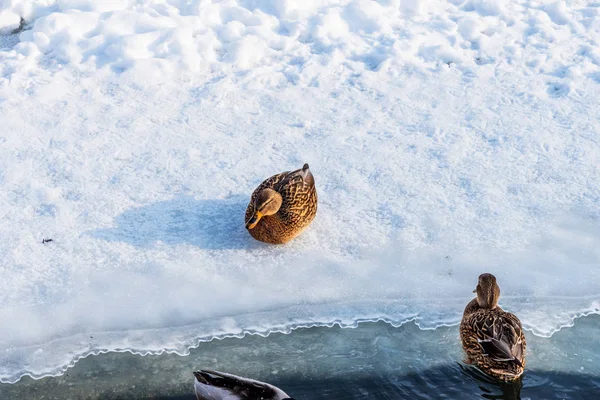 Simning Ankor Frusen Damm Ett Snöfall Vintern Härlig Vinter Scen — Stockfoto