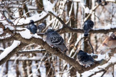 Güvercinler karlı dal. Snowy orman arka plan. Harika kış sahne.