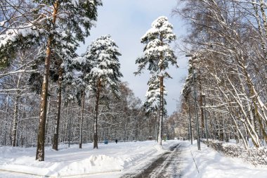 Karla kaplı ağaçlar parkta Kuzminki Moskova'da. Rusya. Güzel kış orman. Kış kar manzara sahne.