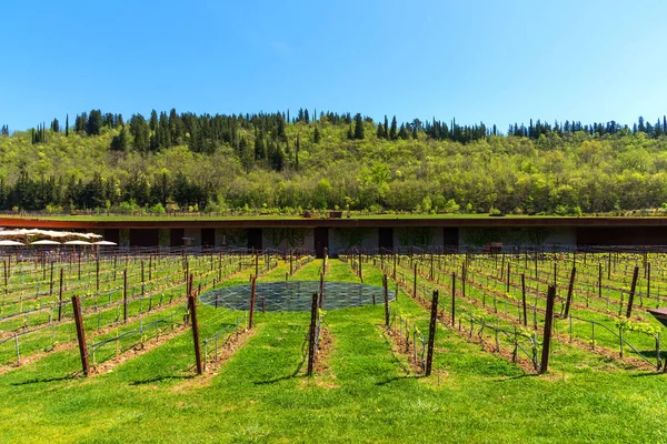 Región Chianti Italia Abril 2018 Bodega Antinori Nel Chianti Classico — Foto de Stock