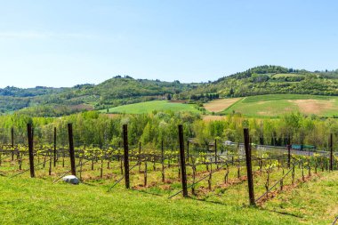 Güzel Tuscany manzara Chianti bahar üzüm bağları ile. Toskana, İtalya. Üzüm bağları ve orman Hills ısmarlayarak.
