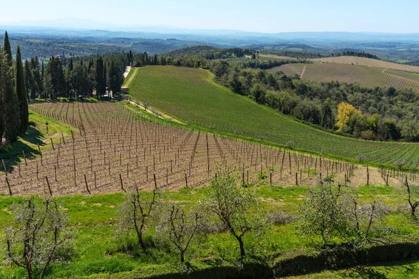 Chianti Bölge Talya Nisan 2018 Tarım Arazileri Kırsal Manzara Servi — Stok fotoğraf