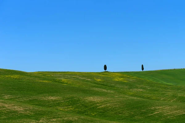 Beautiful Rural Landscape Cypress Trees Green Field Blue Sky Tuscany — Stock Photo, Image